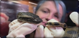 ولادة أفعى أناكوندا بدون اتصال جنسي